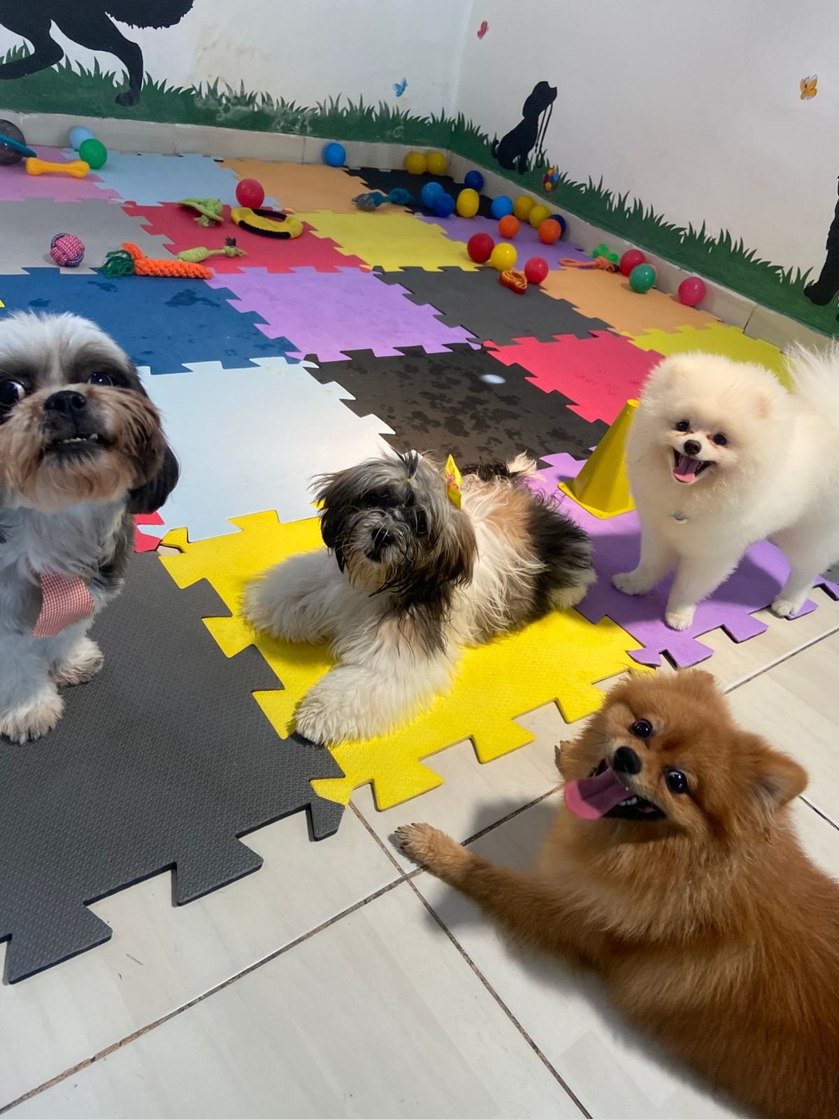 Creche para Cães