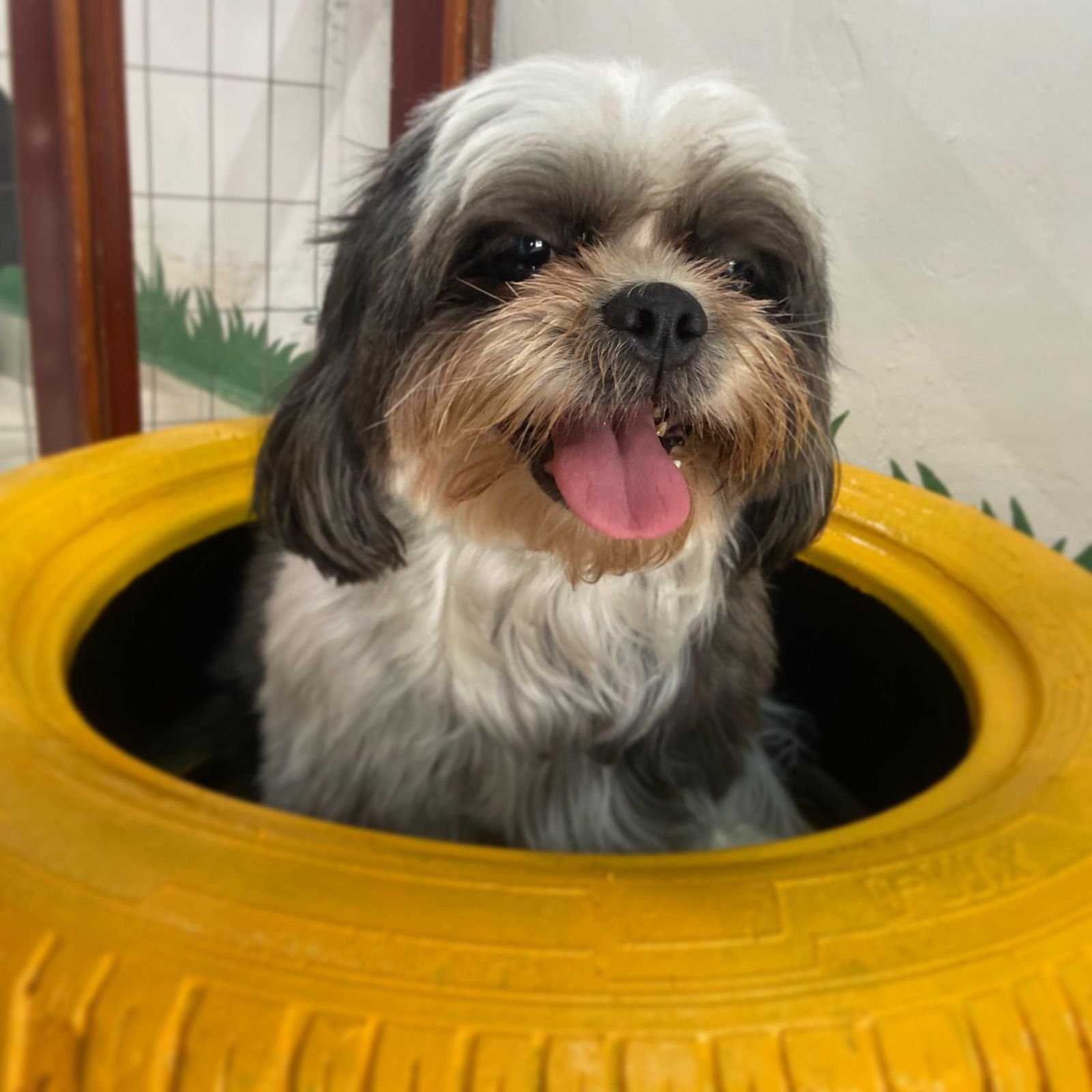 Cachorro fofo