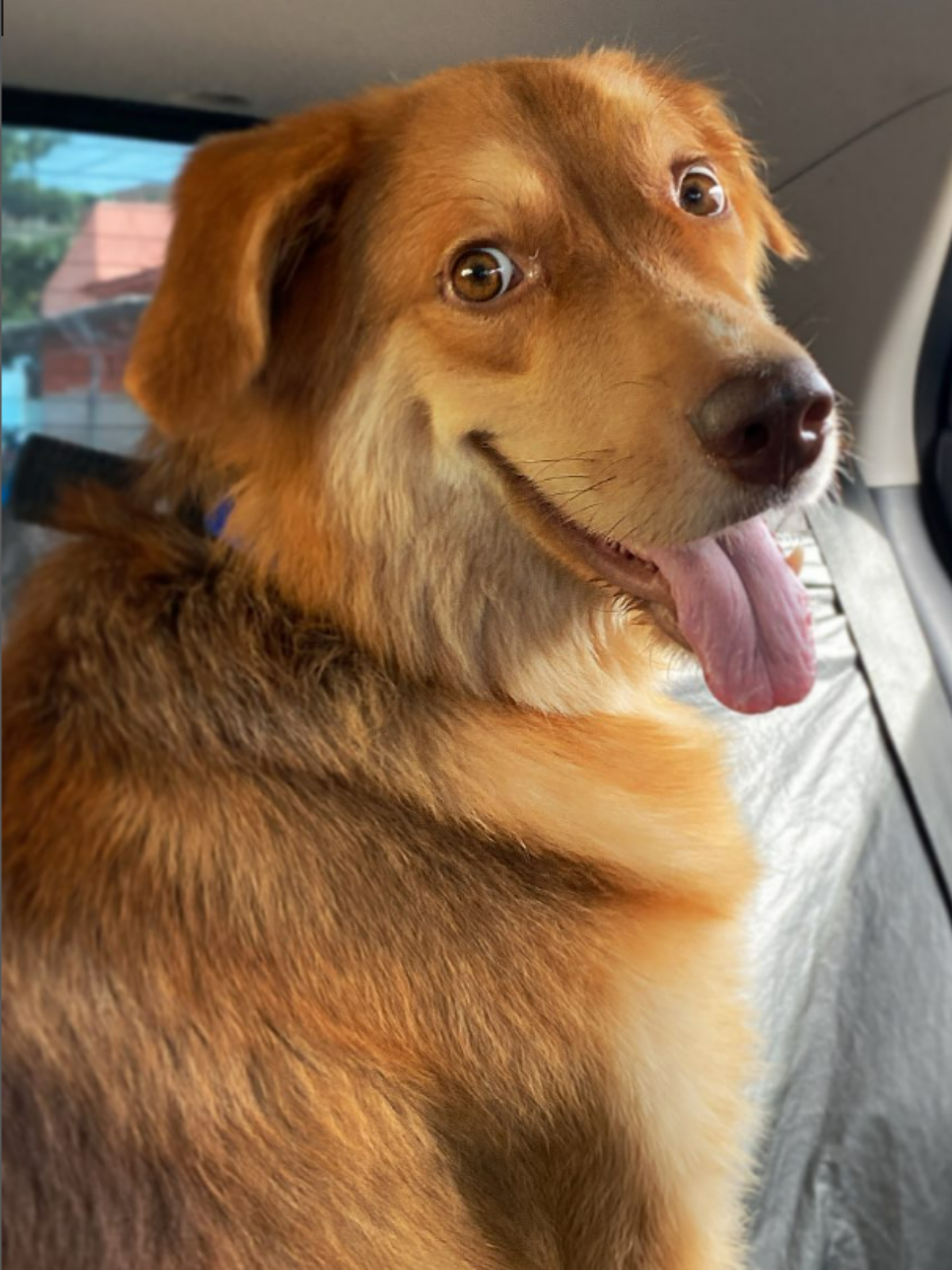 Veterinário